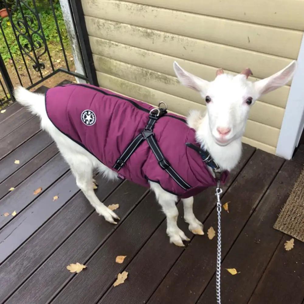 Waterproof dog coat with harness in purple by AdTec for large dogs