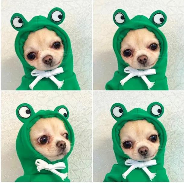 Frog-hoodie dog coat for small dogs by AdTec; green fleece with white bow, 4-panel collage.