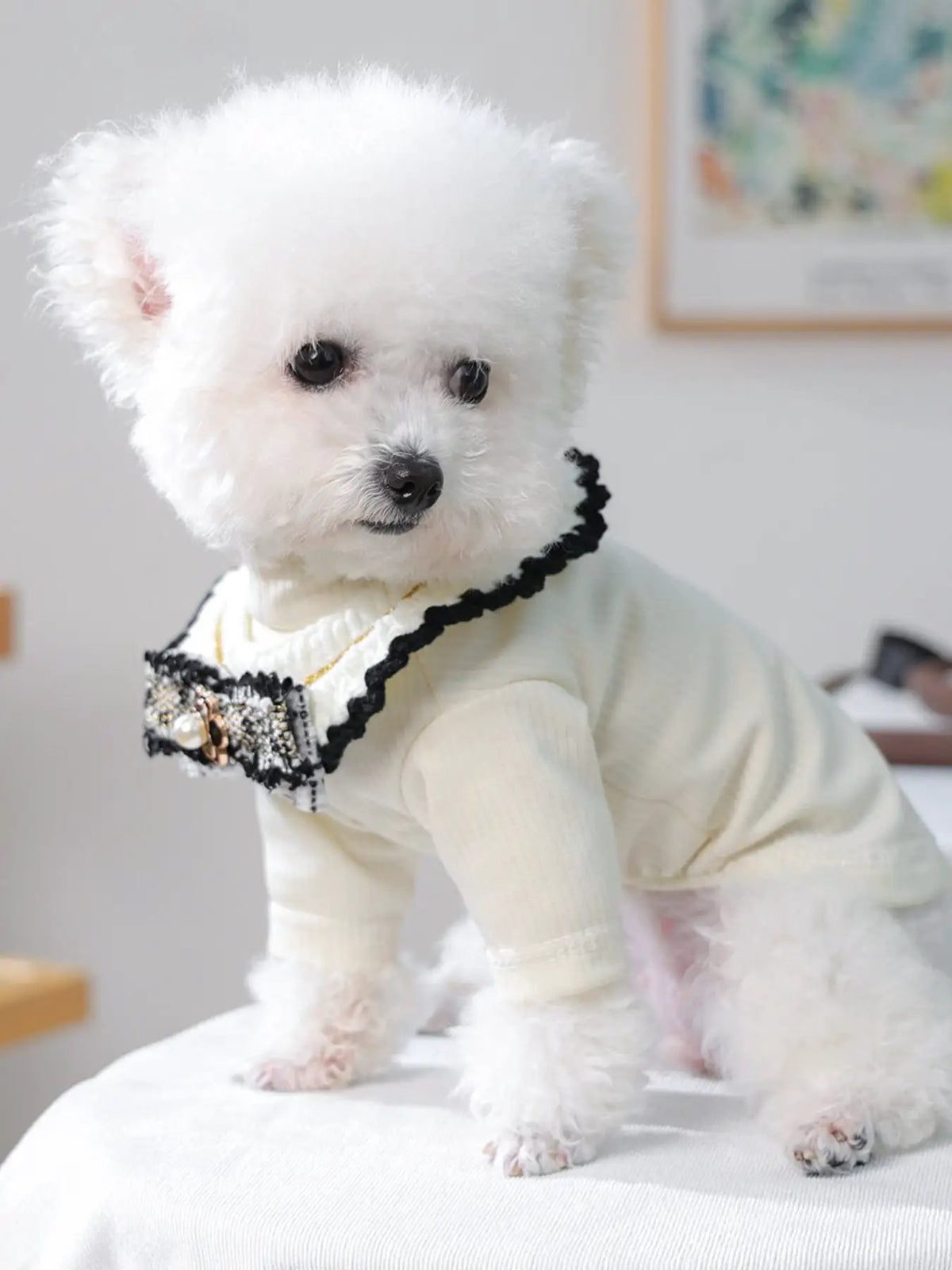 Contrast Pet Scarf on white fluffy dog; white knit neck scarf with black trim and pearl-embellished bow.