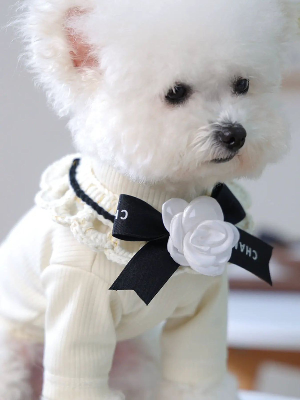 Contrast Pet Scarf on a white fluffy dog wearing a cream knit outfit with a black ribbon bow and white flower.
