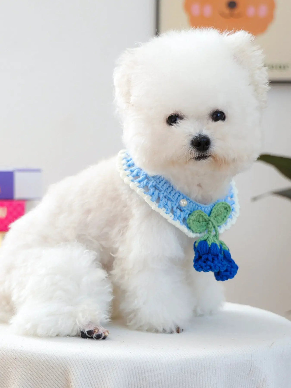 Contrast Pet Scarf blue knit with white trim and green bow tassel on fluffy white dog