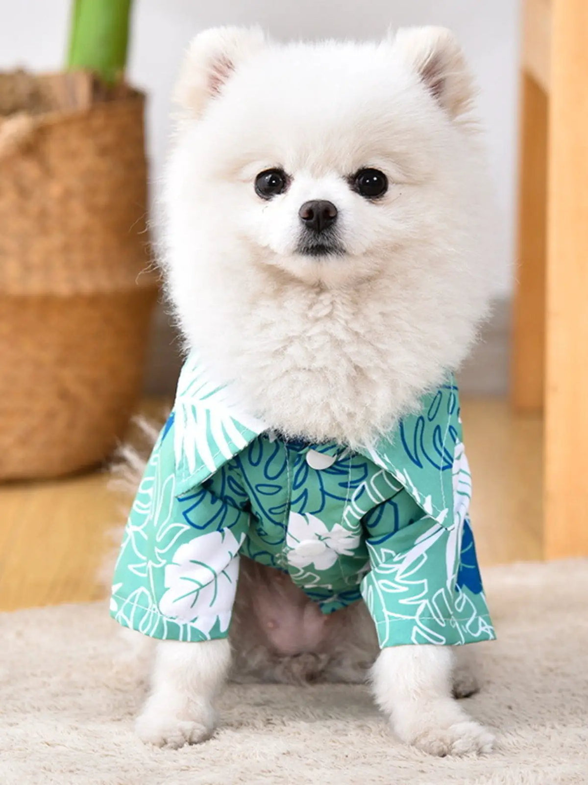 Lightweight pet top in green tropical leaf print worn by fluffy white Pomeranian.
