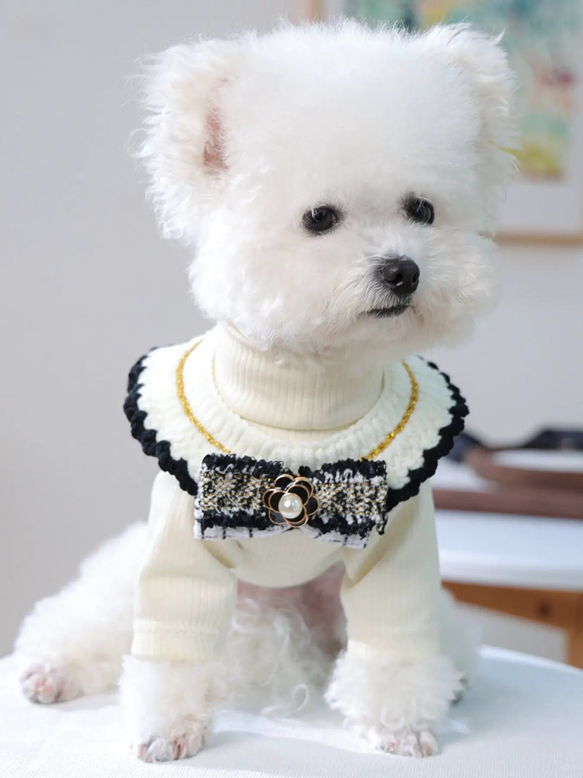 Contrast Pet Scarf worn by a fluffy white dog, cream knit neck scarf with black trim and gold-accent bow.