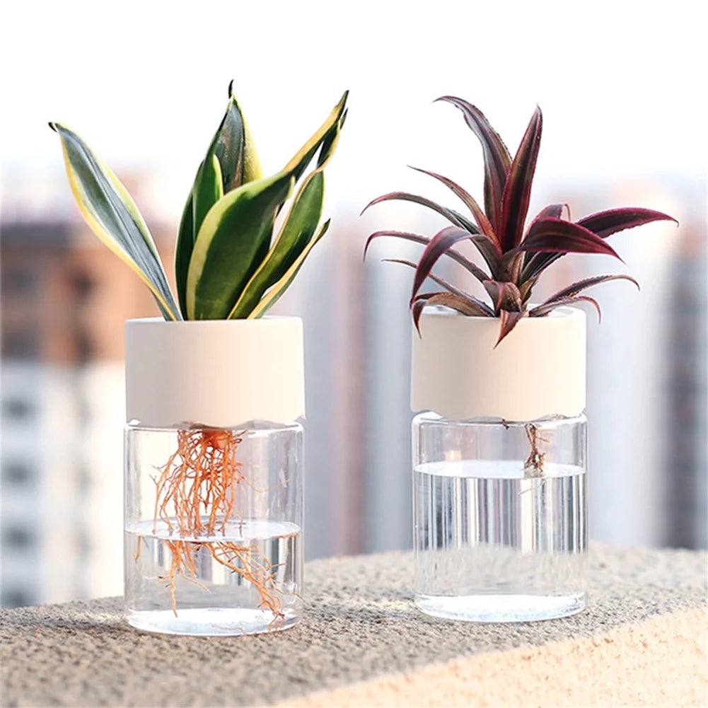 Set of 2 mini hydroponic plant pots with clear glass and white lids, one with green variegated leaves, one with purple leaves.