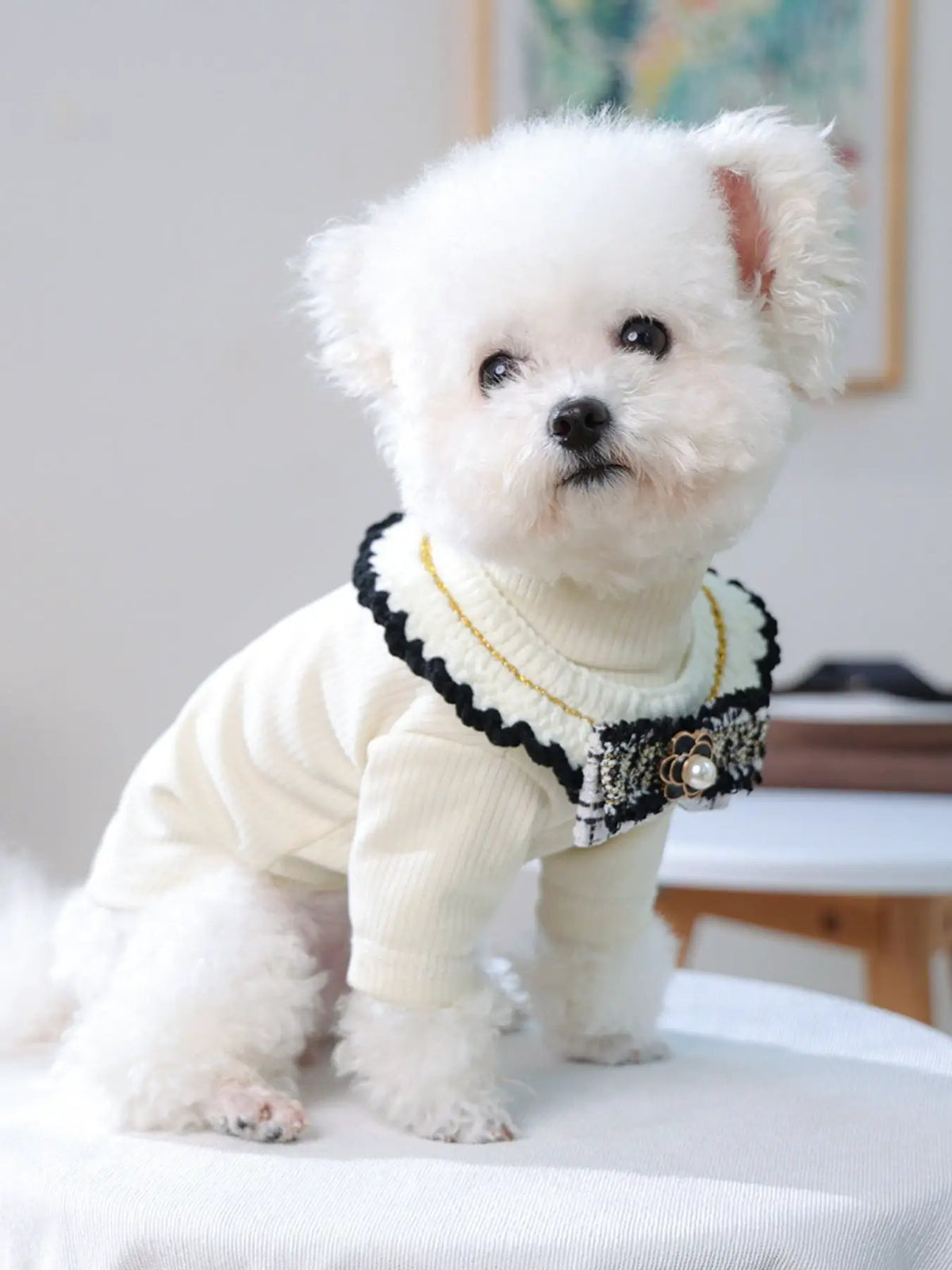 Contrast Pet Scarf by Trendsi; cream knit with black edging on a white fluffy dog.