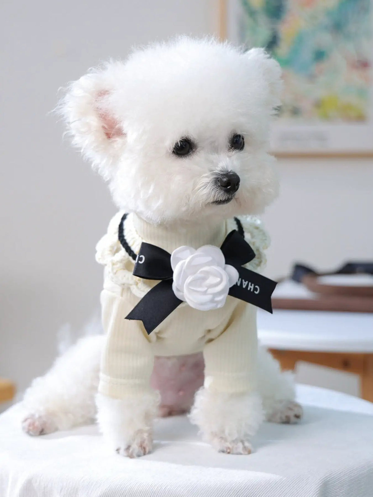 Contrast Pet Scarf on a white fluffy dog; cream knit with black bow and white flower, CHANEL ribbon.
