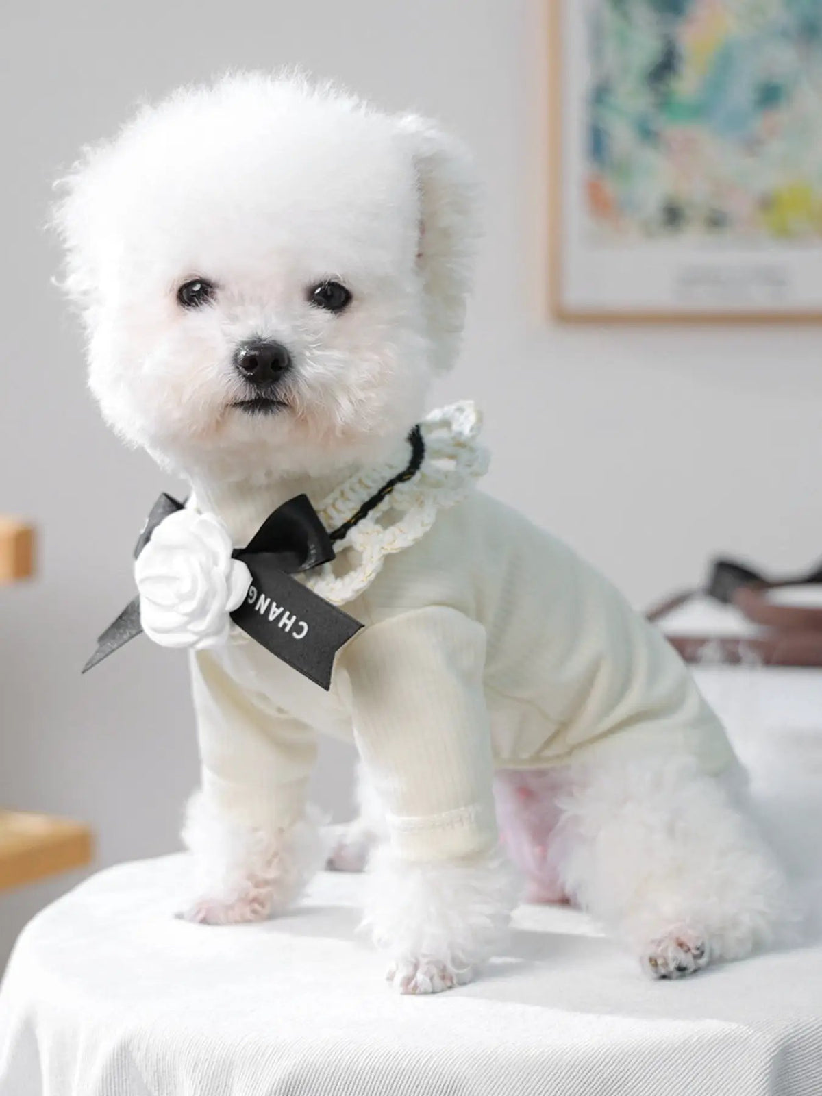 Contrast Pet Scarf by Trendsi on a white fluffy dog, cream knit outfit with a white flower and black bow